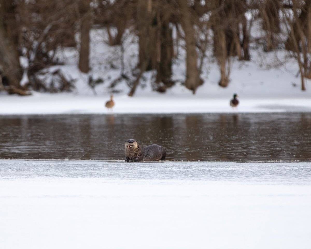 Pin Oak Stud tweet media