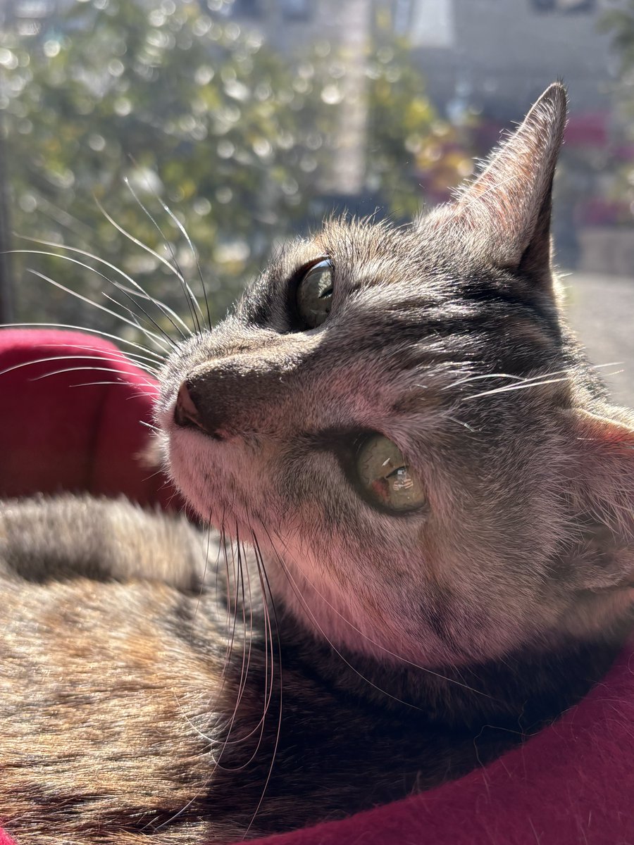 トレボーハイヤー tweet media