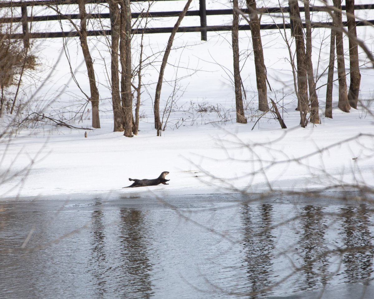 Pin Oak Stud tweet media