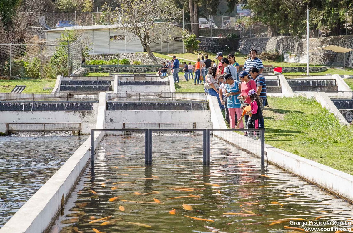 Xouilin's tweet photo. Escápate este fin de semana a La Granja Piscícola Xouilin y disfruta naturaleza, truchas frescas y convivencia familiar.

📍 Cerca de Puebla, Tlaxcala, CDMX y Morelos
📅 Abierto todo el año
📞 (244) 444 0129
💚 Diversión y aprendizaje en un solo lugar
🌐 https://t.co/xtI3F0jftG https://t.co/pjU4UJ6S1r