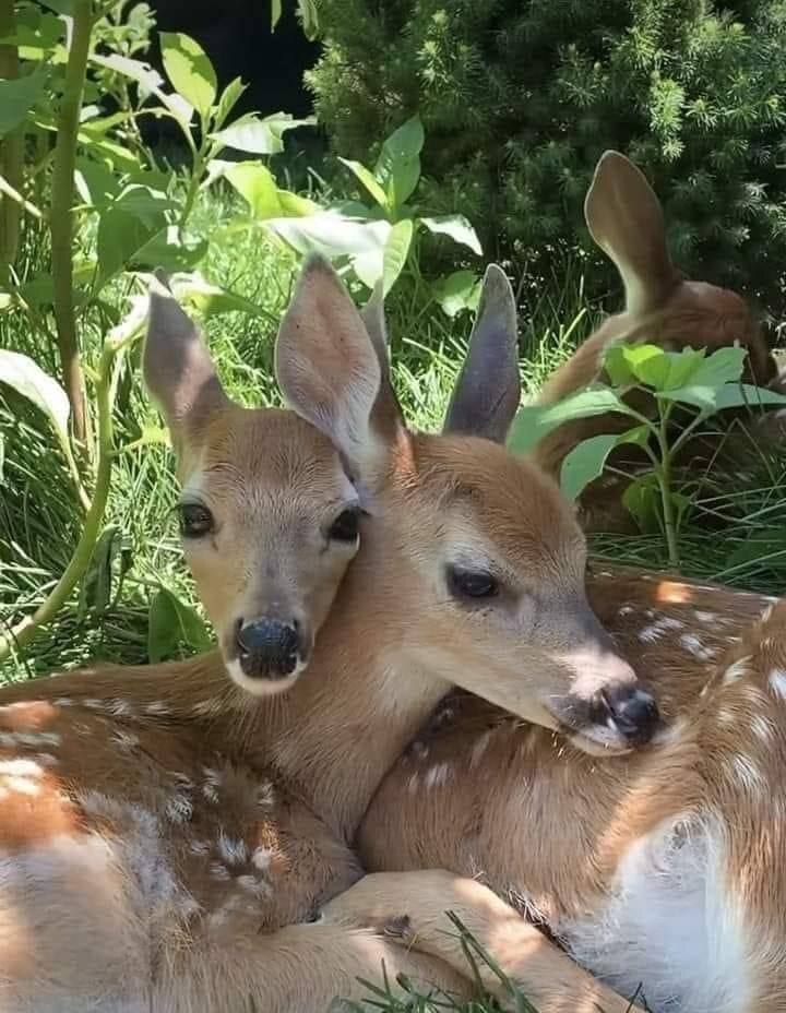 deershouldnt's tweet image. 