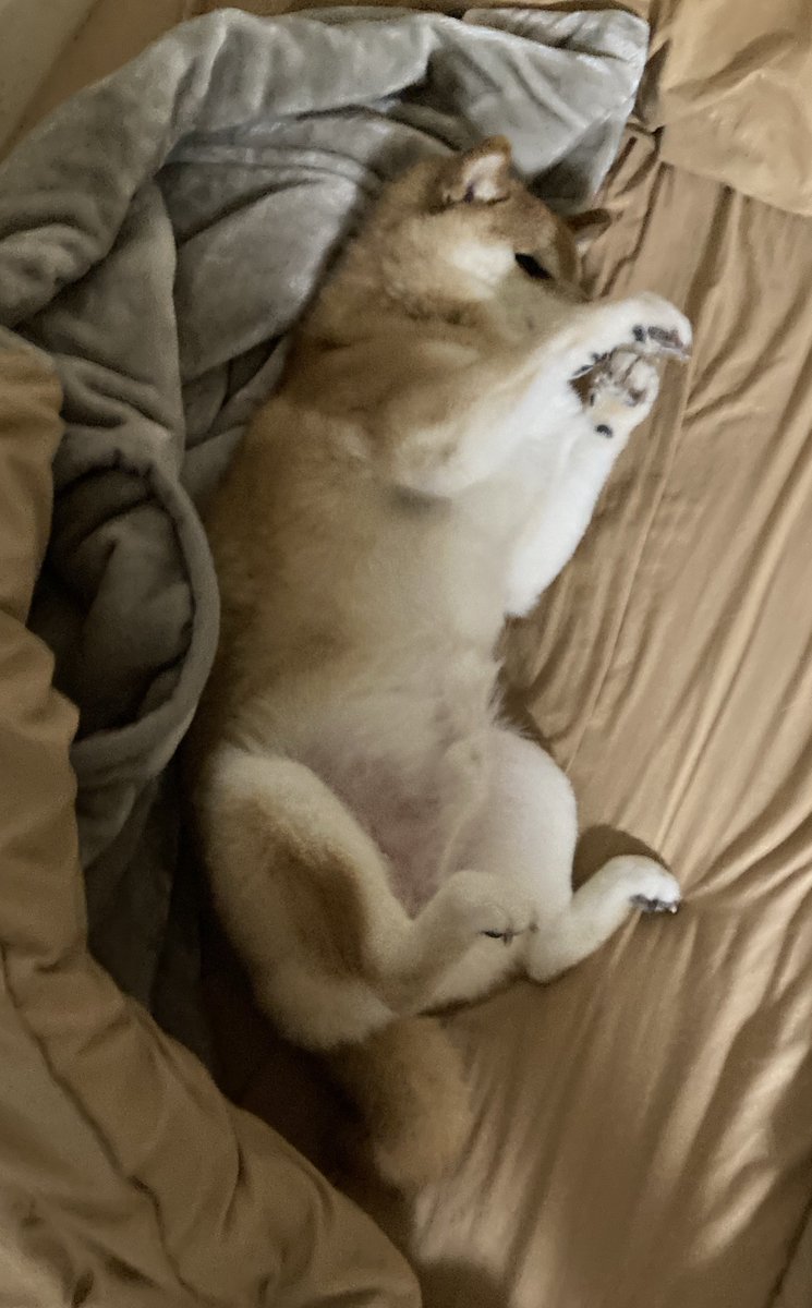 布団剥がされて寒がる柴犬
#柴犬が好きすぎるで使っていいよ