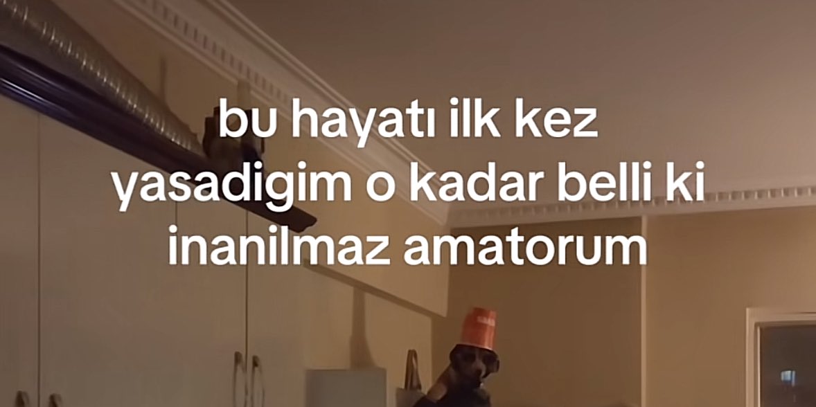 çikola (@cikolalisut) on Twitter photo 