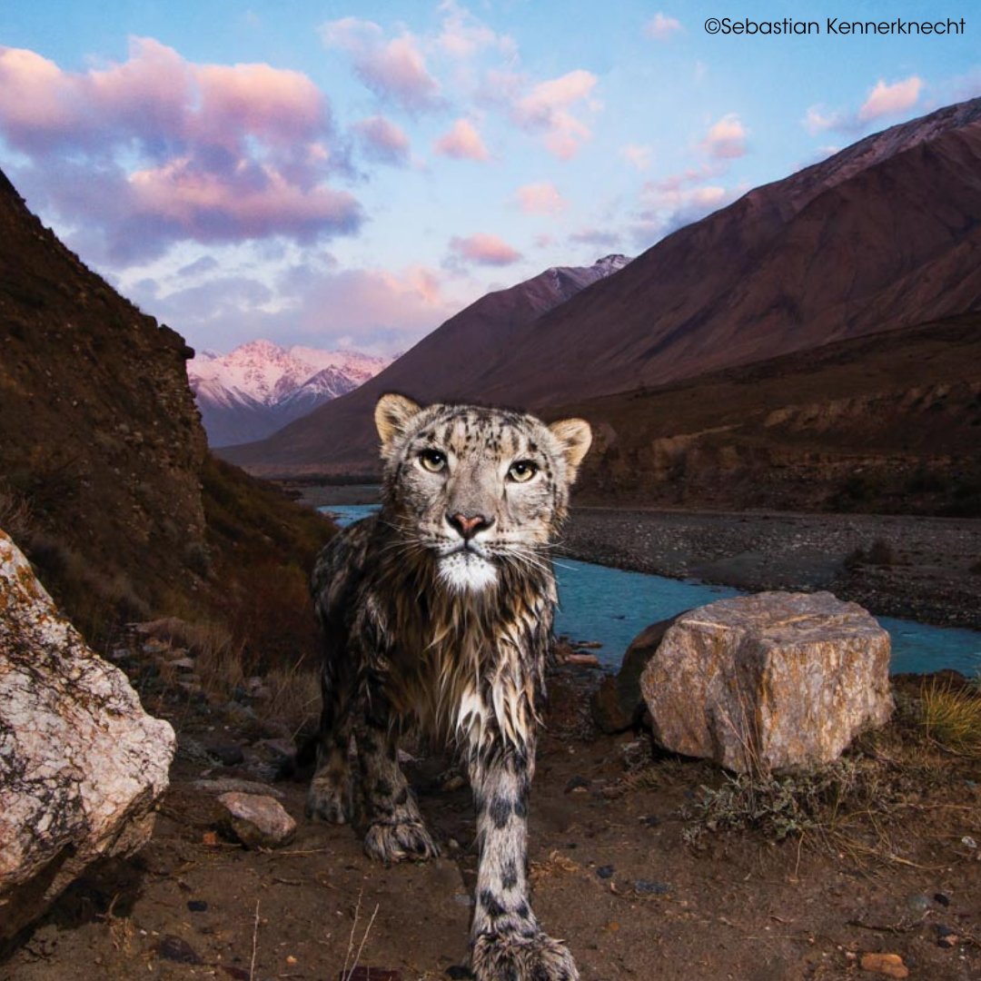 OurPPA's tweet image. Conservation and humanitarian photographers Marshall Foster (@MarshallFoster_), Talor Stone (@Talor_Stone), and Sebastian Kennerknecht (@pumapix) discuss how to make a photography career out of helping others. ppa.com/ppmag/articles…