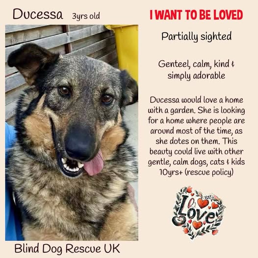 The_Animal_Team's tweet photo. #forgottensoulshour Look at this beautiful Romanian Duchess! DUCESSA was born in 2022, weighs 24kg, & is as genteel, calm & kind as her name suggests. She is partially sighted, totally people-centric & according to her Romanian fosterers, “simply adorable”. Ducessa was rescued from the street but is used to living in a home environment & is house trained, during winter she lived indoors, but now the weather is good she spends a lot of time in the garden. Ducessa lives with other dogs & is happy in their company, she does prefer slow introductions & calm, kind, friendly dogs (sounds like a sensible girl). She is also good with cats. For Ducessa people are her real love. She lights up with her humans & her tail is always wagging, she is very bonded with people, so prefers it when they are around. Like many dogs she may take time to settle in a new environment & politely requests that her adopters don’t leave her alone too long until she feels confident in her new home. See this gorgeous lady here: https://t.co/kalGjSFqu8 https://t.co/A0HTBUWit2 https://t.co/UpI44D4qP9 https://t.co/GtQGRXMD6h Ducessa's info here: https://t.co/959yUnSt28 #TeamZay #rescuedogsrock