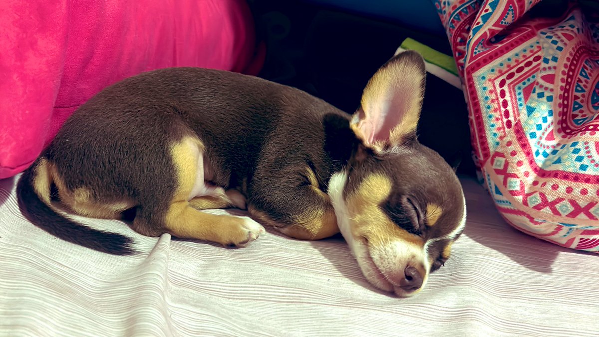 Regalazo ❤️Choco T.P