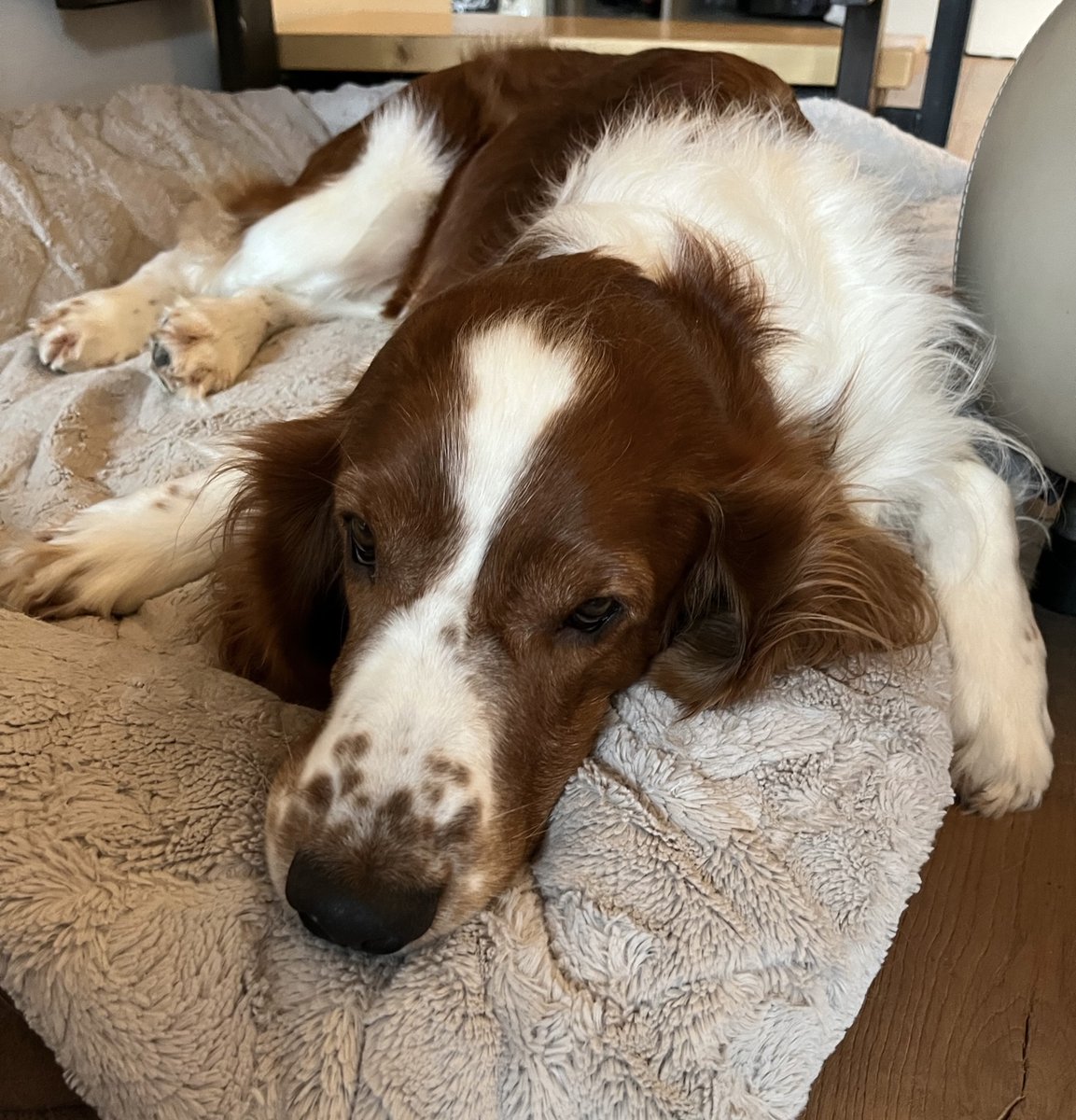Herrchen sagt diese Rennfahrer blenden vor dem Rennen in der Box alles aus und fahren vor ihrem geistigen Auge nochmal die Strecke ab. Ich mache das genau so bevor es auf meine Schnüffel-Strecke geht. 😎