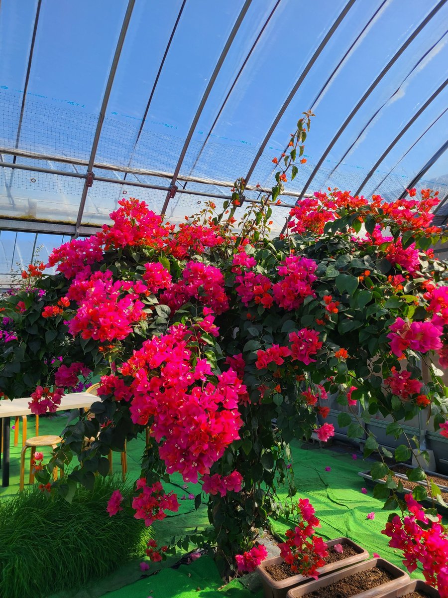 Flowers Community on X - 139.5K Members