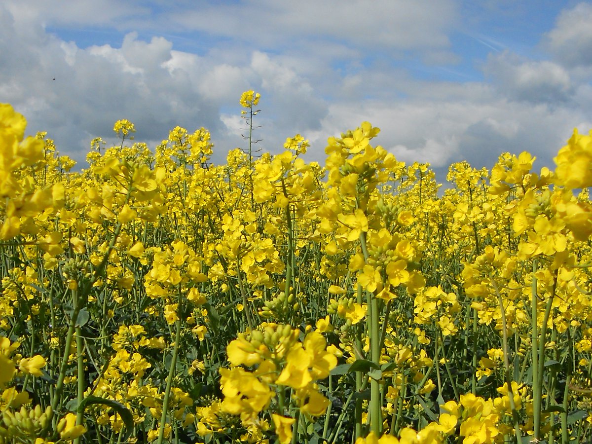 Alexa Wilson tweet media