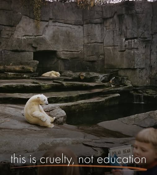 Protect_Wldlife's tweet image. True!