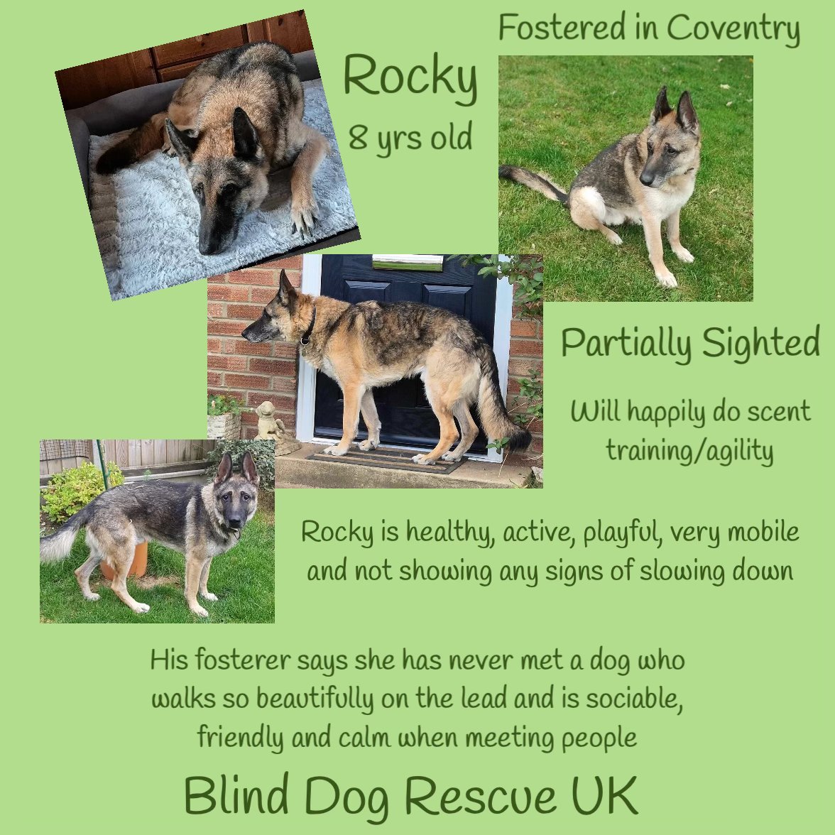 #forgottensoulshour ROCKY is an 8yo, partially sighted, German Shepherd beauty who is in foster in #Coventry. Having worked for most of his life as a security dog for a business in Spain, Rocky has been carefully trained &amp; is sociable, friendly &amp; calm when meeting people. He