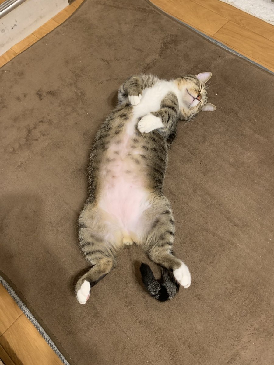 nekocafeponpoko's tweet photo. 徹底的に掃除機かけて猫毛を取った
ホットカーペットを早速堪能する
ウチの短足マンチカン https://t.co/4lTAGc6M2e