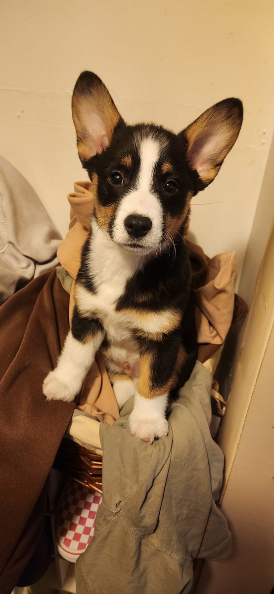 katelemoinade's tweet photo. my husband got me a puppy 🐶 
#Corgi #puppylife #corgipuppy https://t.co/GDAYzoaeSb