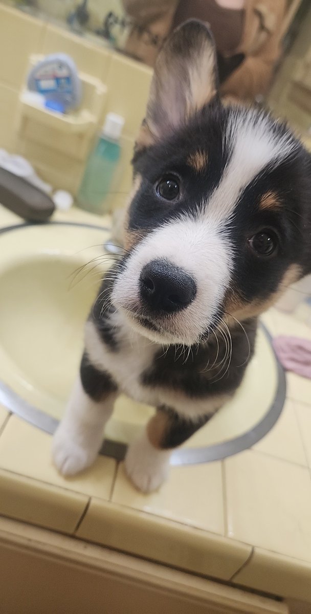 katelemoinade's tweet photo. my husband got me a puppy 🐶 
#Corgi #puppylife #corgipuppy https://t.co/GDAYzoaeSb
