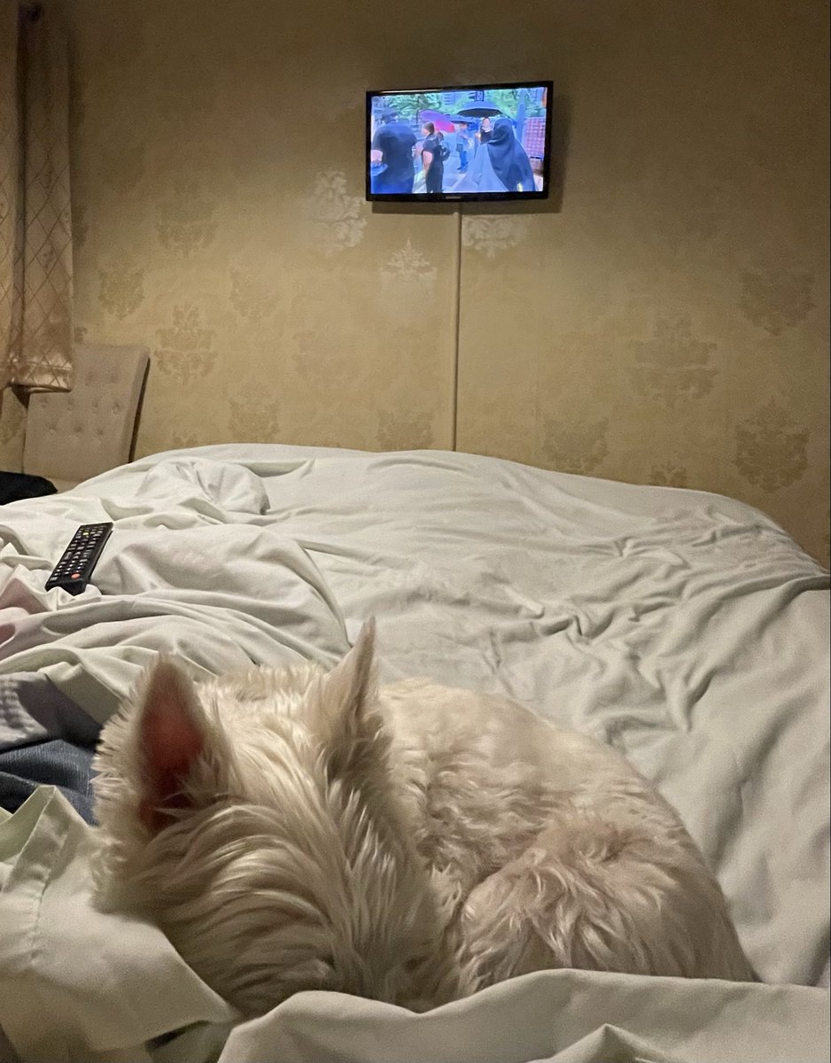 MsChinSee's tweet photo. Dog has decided he can no longer watch it 🙈 #TheApprentice https://t.co/VIH7Vgdojf