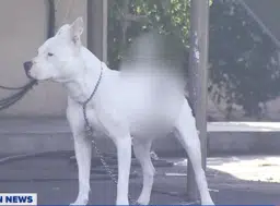 $alpha

The alpha dog

Theres a dog going viral right now for having a knife stabbed in his back.

He is the alpha dog.

its all over the news  

Source : abc30.com/post/dog-found…