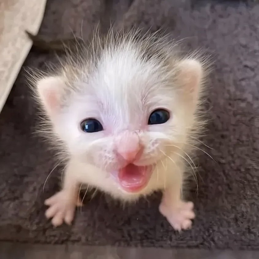 mörsegös tweet media