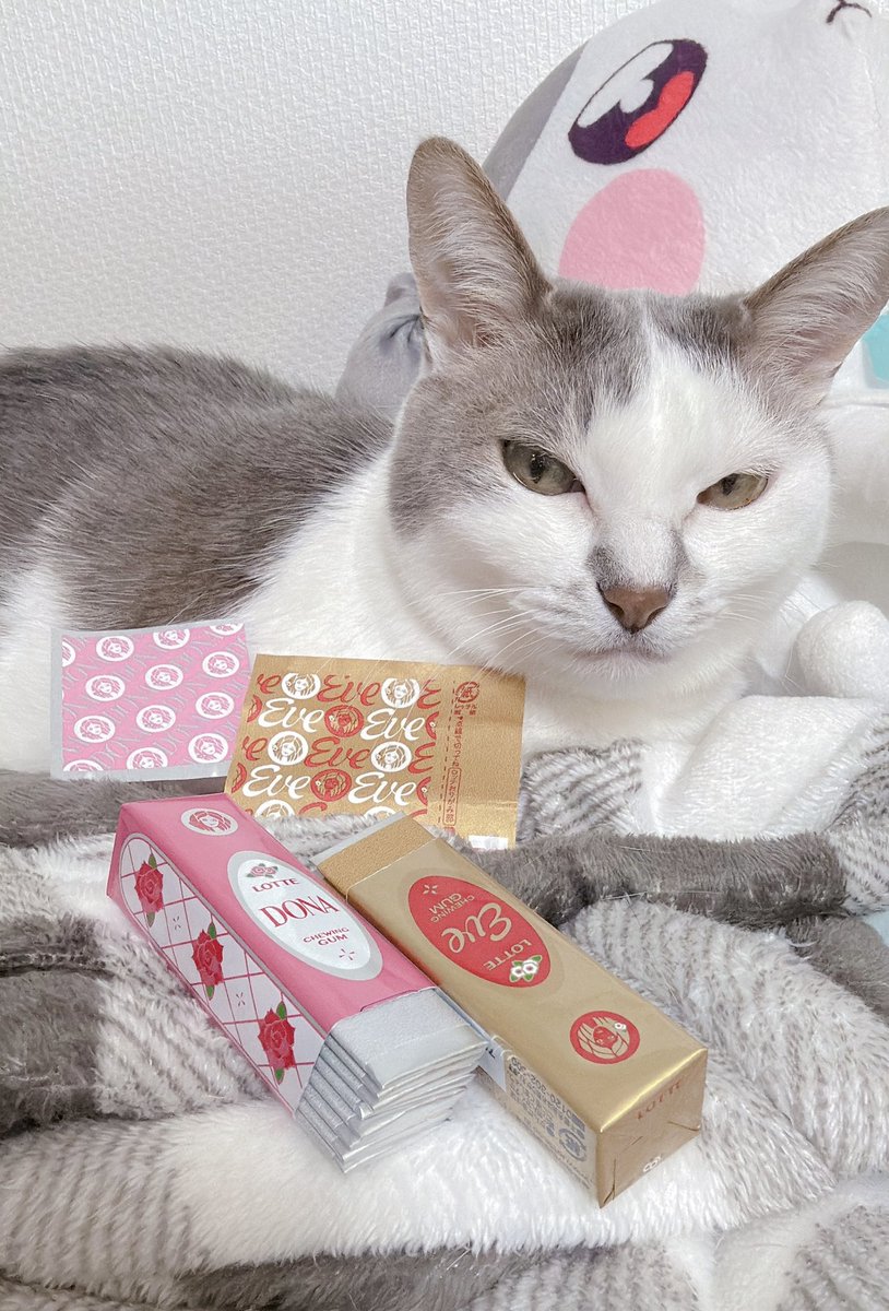 とらねこ (@toraneko1943) / Posts / X