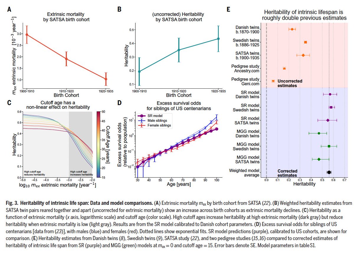 marian_hajduch's tweet photo. 🧬 Jak moc je dlouhověkost „dědičná“? 
Nová studie studie ze Science odhaduje, že nejspíš mnohem víc, než jsme si mysleli.
Často se cituje dědičnost délky života jen ~20–25 %. Autoři ale ukazují, že to může být podhodnocené, protože u starších generací lidem do života výrazně zasahovaly externí faktory  úmrtnosti (infekce, úrazy, nehody, násilí…) – tedy věci, které s biologii stárnutí nesouvisejí. Když se v modelu oddělí tato externí složka od vnitřní (souvisí se stárnutím a navazujícími nemocemi), vychází dědičnost biologické délky života kolem ~50–55 %. Ověřeno na velkých datech dvojčat (Dánsko/Švédsko), včetně SATSA (i dvojčata vychovaná odděleně), a také na sourozencích amerických stoletých občanů.
🧠 Zajímavý detail pro laiky: ve Švédské studii SATSA šlo analyzovat i „dědičnost příčiny úmrtí“ – tedy jestli mají jednovaječná dvojčata (stejné geny) častěji stejnou příčinu úmrtí než dvojvaječná. Vyšlo, že rakovina má genetický vliv spíš střední a stabilní napříč věkem (~30%). U kardiovaskulárních příčin byl genetický vliv vyšší do ~80 let (~50%), ale ve velmi vysokém věku slábnul. A u demence byl genetický vliv nejvýraznější (~70%) kolem ~80 let (a pak klesal zhruba ke ~40-50%).
👉 Význam: geny nejspíš ovlivňují rychlost biologického stárnutí víc než jsme si mysleli – ale pořád platí, že velkou část dělá prostředí, péče a životní styl.

🔗 Science (adz1187), DOI: 10.1126/science.adz1187
https://t.co/PdG3lqMOIA