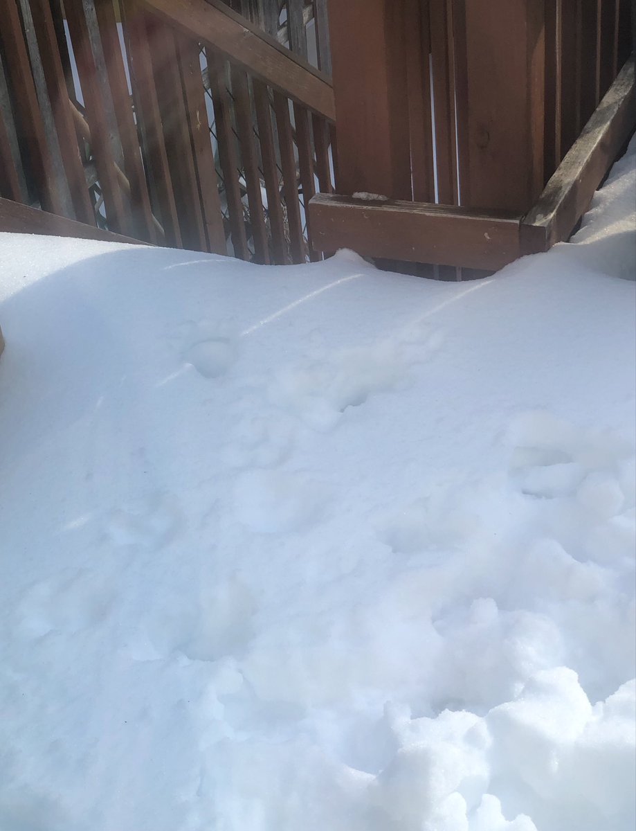 Buenas tardes amigos, mucho frío 🥶 , nieve acumulada. en el Deck de casa . 👋