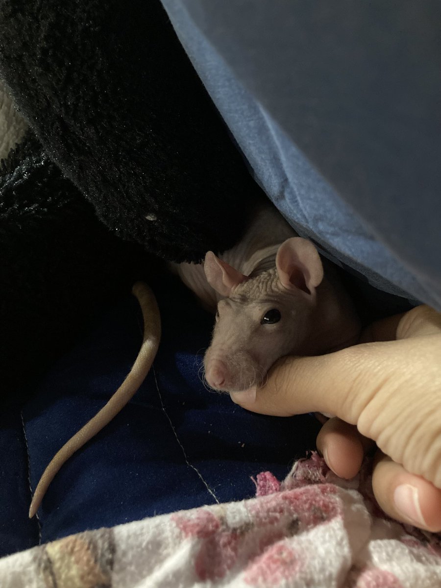 lambinrats's tweet photo. @PixelThePainter Ough (Patty bribe) https://t.co/tcNOPj8uxV