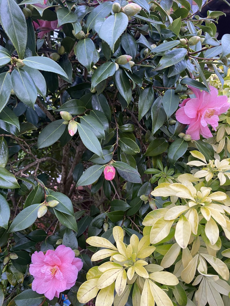 Flynn In The Forest tweet media