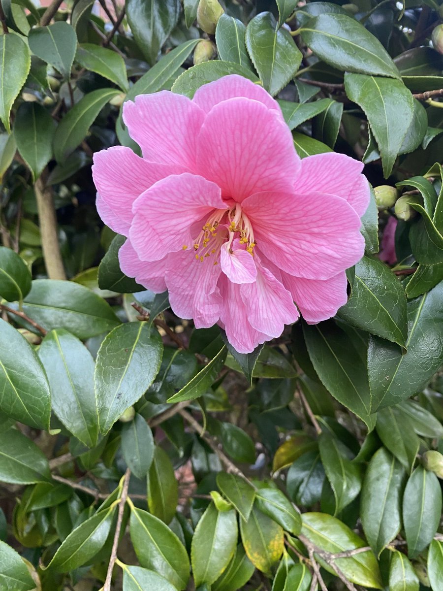 Flynn In The Forest tweet media