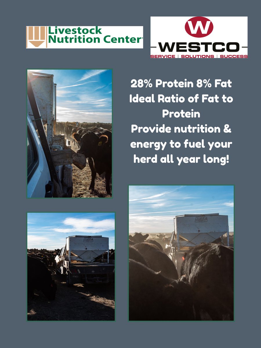 High-protein, high-energy cubes that keep cattle looking good all year round!!