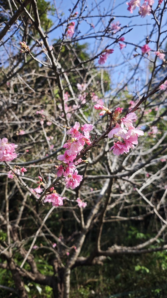 junbug0314's tweet image. #写真部ルーナイト
#寒緋桜
#緋寒桜
#沖縄

沖縄ではすでに桜が咲いています🌸　
ソメイヨシノとは違って　色が濃く雨降ると側溝にボトッとまとまって落ちます（笑）　

日本一早い桜まつりが本部町で1/17〜行われてます(*^^*)