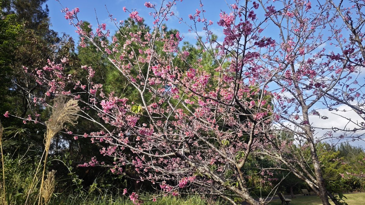 junbug0314's tweet image. #写真部ルーナイト
#寒緋桜
#緋寒桜
#沖縄

沖縄ではすでに桜が咲いています🌸　
ソメイヨシノとは違って　色が濃く雨降ると側溝にボトッとまとまって落ちます（笑）　

日本一早い桜まつりが本部町で1/17〜行われてます(*^^*)