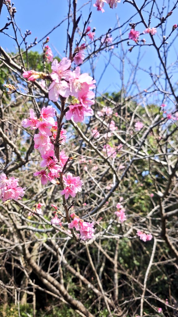 junbug0314's tweet image. #写真部ルーナイト
#寒緋桜
#緋寒桜
#沖縄

沖縄ではすでに桜が咲いています🌸　
ソメイヨシノとは違って　色が濃く雨降ると側溝にボトッとまとまって落ちます（笑）　

日本一早い桜まつりが本部町で1/17〜行われてます(*^^*)