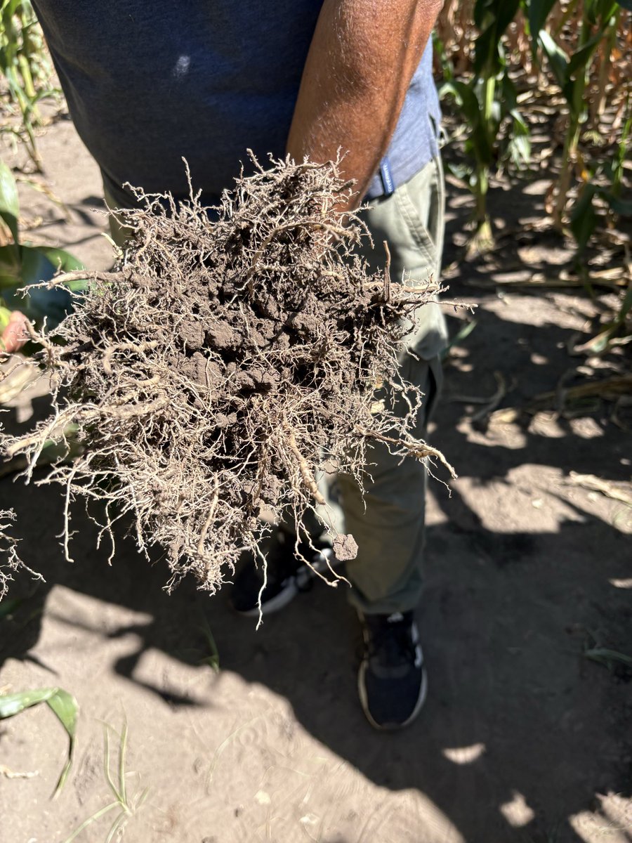 fernando giachetti tweet media