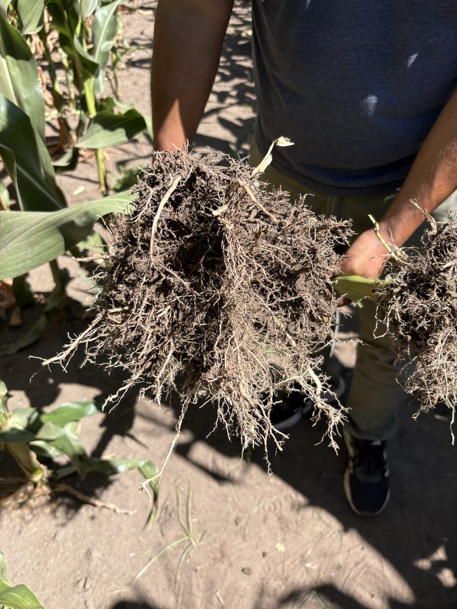 fernando giachetti tweet media