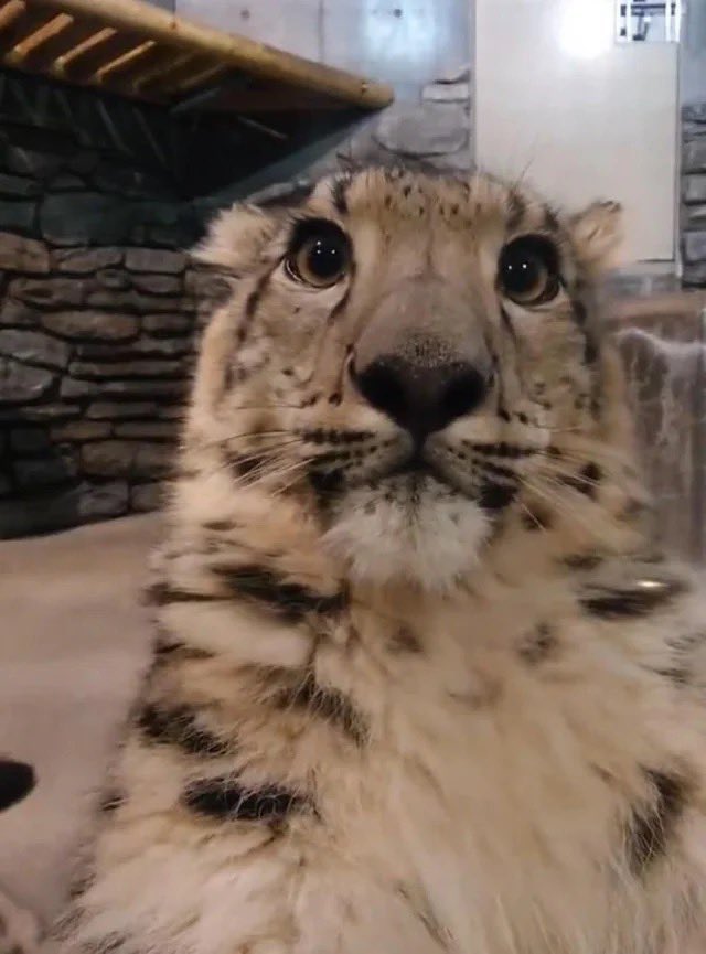 FURRY FUNKERS TEAM 🐰✨ tweet media