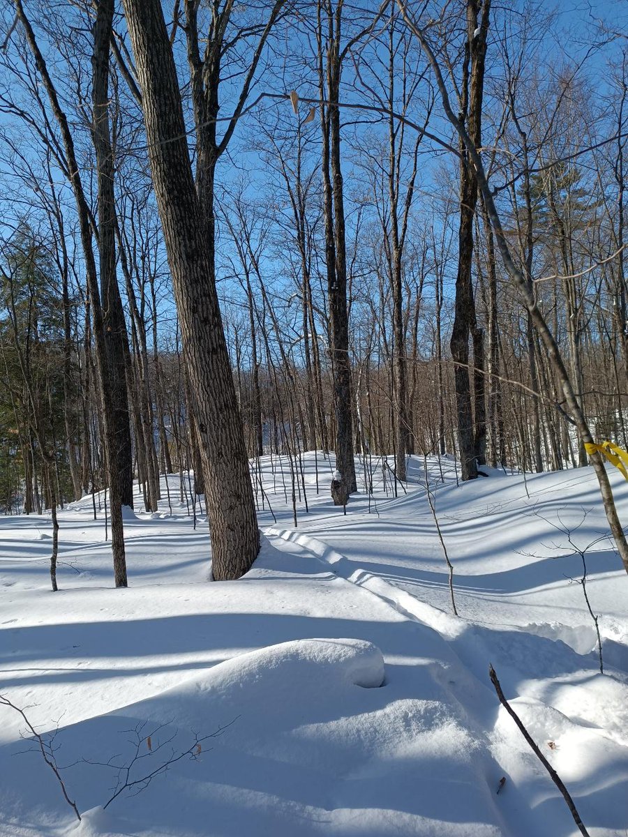 Qui va là? Un lièvre, une souris, un porc-épic ou un chevreuil? 🐾

Participez à notre activité Sur la trace des animaux en raquettes et apprenez à identifier les traces avec confiance.

Il reste encore des places pour ce sam 31 janvier : ccn-ncc.gc.ca/evenements/en-…

📷 @freddy_mtl