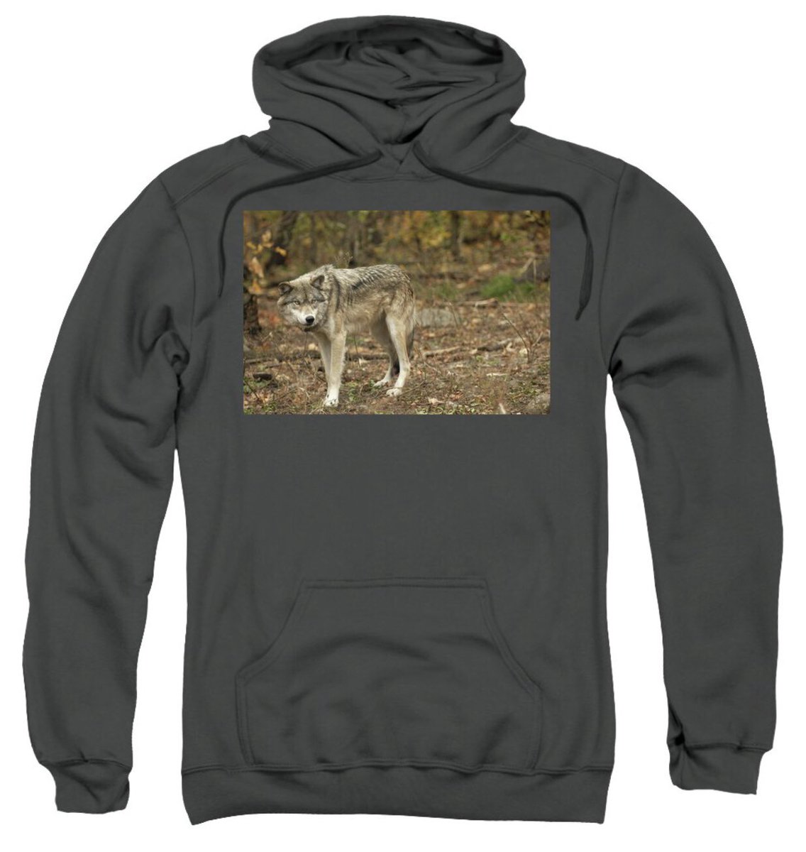 shonna99784's tweet photo. Haliburton, Ontario - Stealthy Grey Wolf in Autumn Forest - Pull Over Hoodie Sweatshirt https://t.co/VMVZTvPujJ

#Haliburton #Ontario #Stealthy #GreyWolf #AutumnForest #PullOverHoodie #Sweatshirt #GiftIdeas #ShonnaHawkinsPhotography https://t.co/zpktgfKEO2