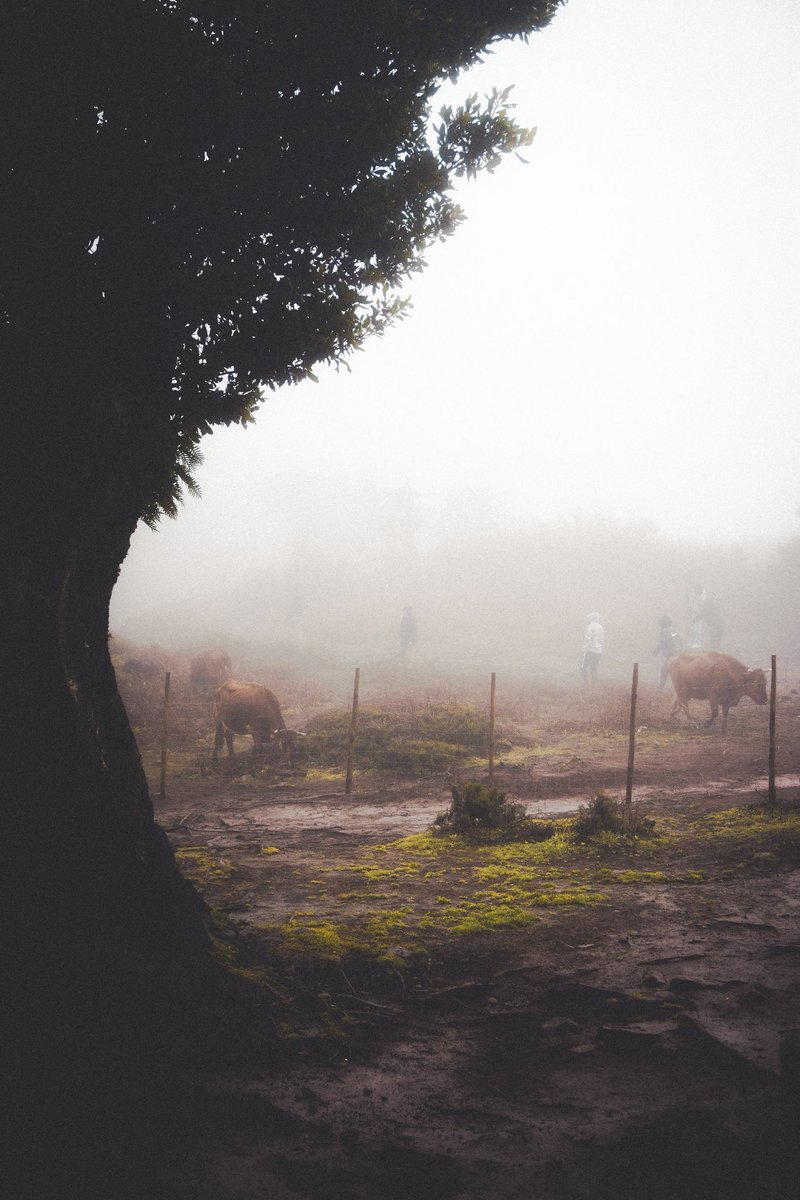 M_dzn_'s tweet image. 🎞️
📍Madeira