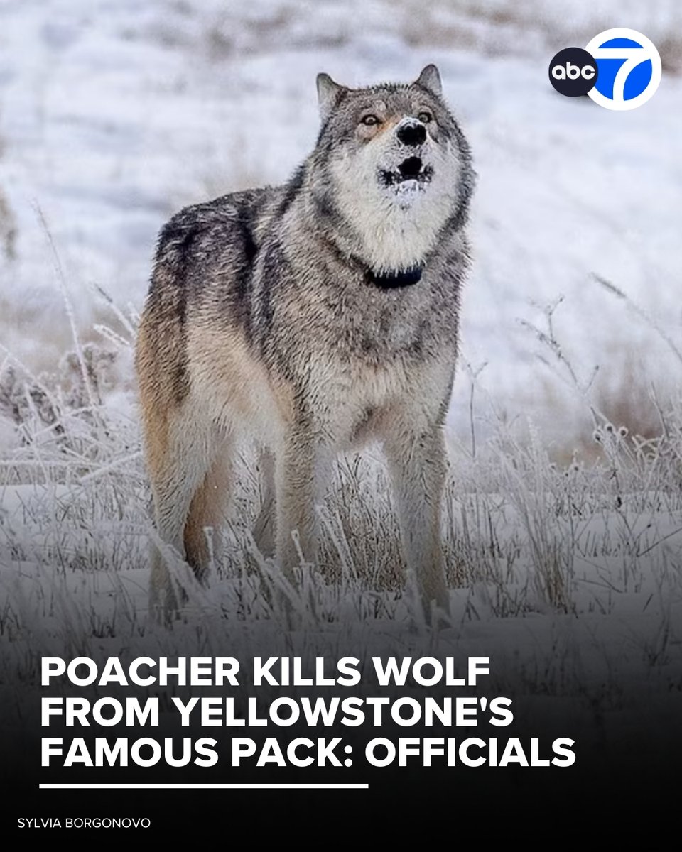 A prominent wolf that lived among Yellowstone's most famous wolf pack is believed to have been illegally shot and killed just outside the park last month, according to wildlife experts.

Read more at abc7.la/3NMz1K4