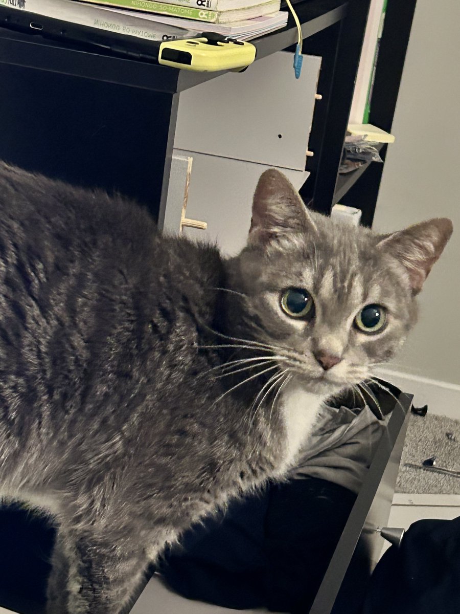 Hello, my cat Zelda is currently having emergency surgery
gofund.me/ee04169bb
if you can help or share it'd be rlly appreciated. I'm scared as hell rn hehe