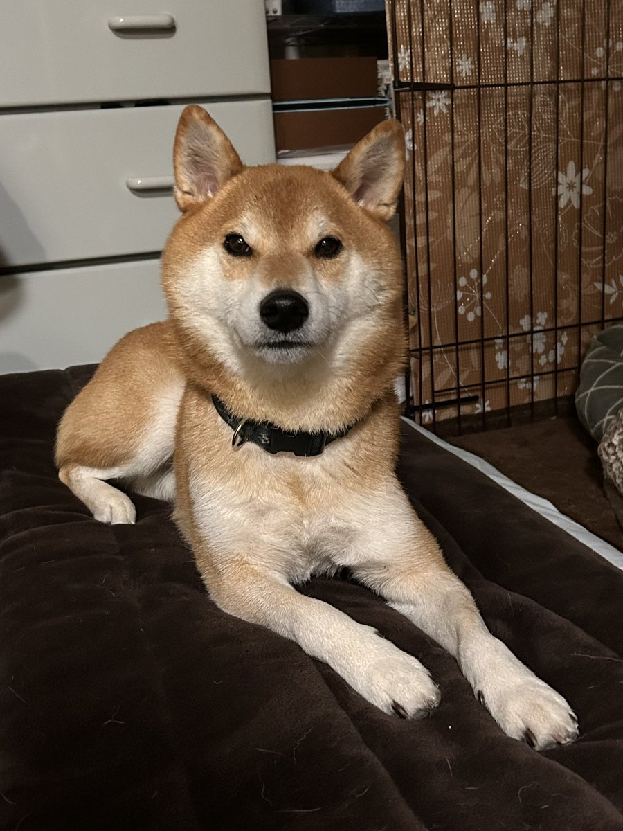 柴犬 いつもお名前呼ぶと振り返ってくれてありがとう☺️ ぱぱ、いつもこむちゃんのまっすぐな気持ちをしっかり受け止めてますよ🐶✨  今日の夜、また札幌に帰ります🚃🚃🚃 また土日は一緒に大好きなお散歩をしましょうね🐾