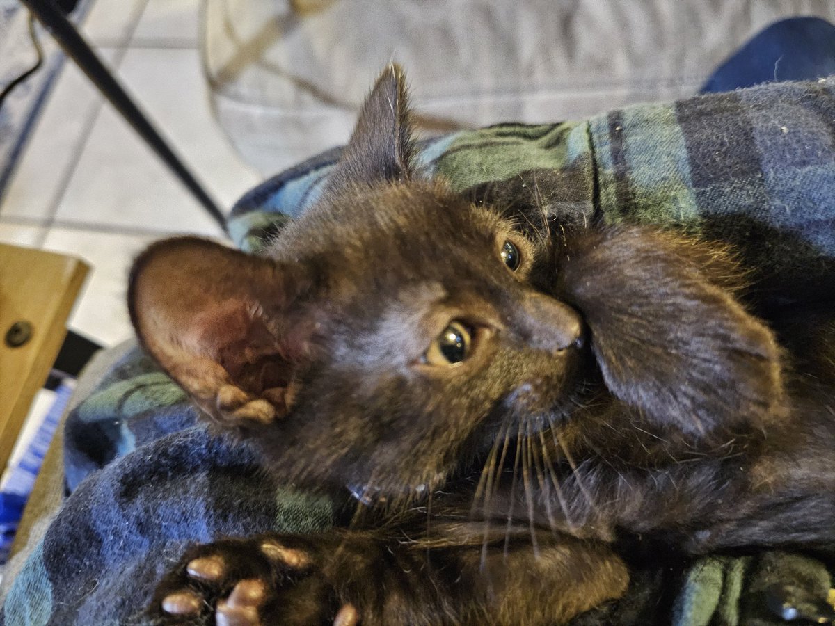 FASA Games, Inc. tweet media