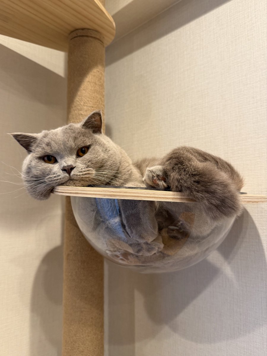 momen__cat's tweet photo. ほっぺこぼれてますよ https://t.co/2qh2zOQCOU