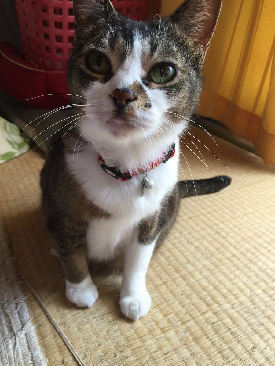 「ボクが長男！！」byトッティ

#月命日
#思い出 
#ねこかわいいね