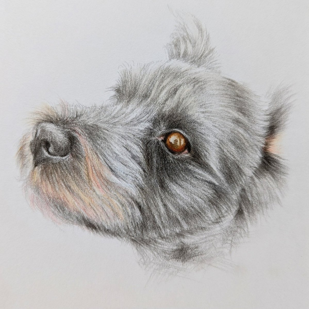 おはよう🖐🏻😀
最近筋肉痛が激しーっ🤣
絶賛庭DIY中〜春が楽しみ🌹🌺🌷

プチ似顔絵　シュナちゃん
目鼻口中心のワンポイント描画😊
お目々はしっかり描き込みます。
アイコンにいかが？

ご用命はこちらから☺️ share.google/Znembne5Kkjw7L…