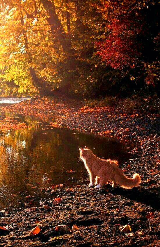 Honmoku0504's tweet image. Gre, the male cat, is still wandering. But he's a good gypsy! It's his own decision, and it's also the strength of his wild intelligence and perseverance. Patora has become accustomed to his master and found peace! Everyone has their own way of life, but that's their life.