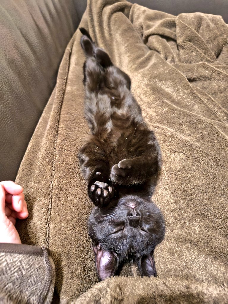 なんかもうご利益ありそう。
#黒猫ラキ