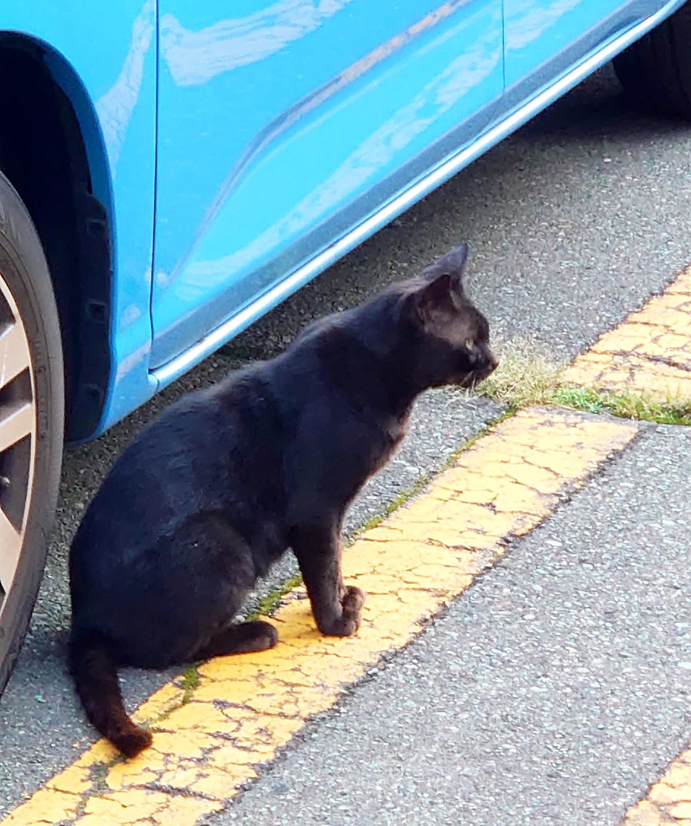 2021年8月に街中の駐車場で出会った黒猫さん 可愛い、美しい ✧*｡(*'ω' *)