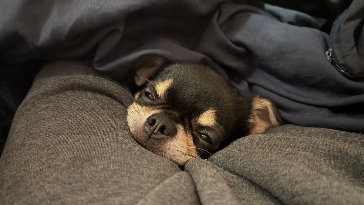 りとまん|塊根植物のひと tweet media