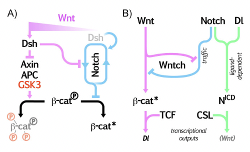 AMartinezArias's tweet photo. #Wntch is back, though it has never gone away
Excellent overview of an signalling device as important as is underappreciated @JanMasekLab https://t.co/r4n1sM6B0O
and see also https://t.co/4nT6A78mHe https://t.co/m66LDtuLvs