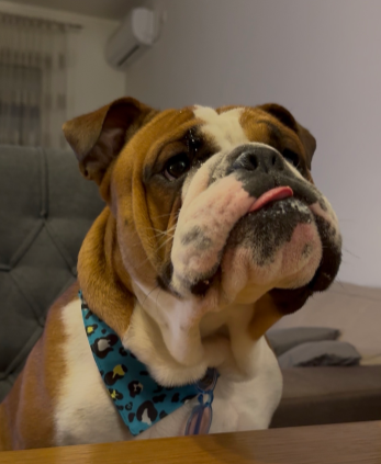 Đorđe Spasić tweet media